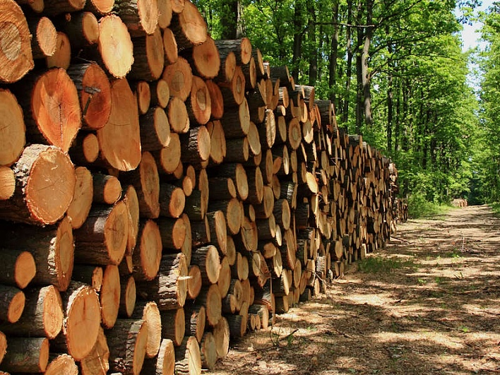 ДВТУ: экспортируемые пиломатериалы ценных лесных пород не подлежат маркировке