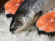 Дальневосточные рыбаки накормят россиян лососевыми породами рыб