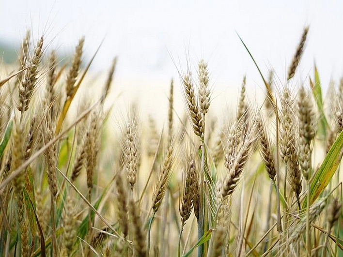 Биг-беги и полувагоны: ПГК предложила экспортерам новый способ перевозки зерна в Китай
