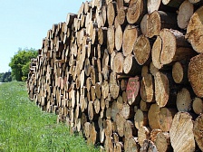 Кабмин: при вывозе древесины из ЕАЭС не будут применяться временные таможенные декларации