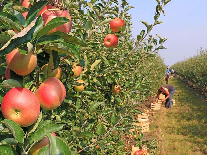 Замгенпрокурора: объем импортированных в Россию белорусских яблок и грибов в пять раз превышает собранный в Белоруссии урожай